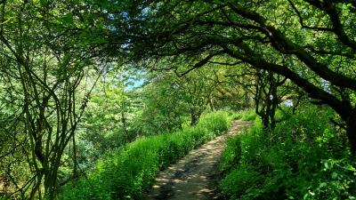 Beautiful woodland path that is adjacent to the cottage